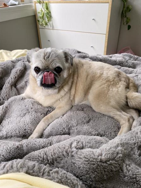 /images/uploads/pug nation rescue of los angeles/pugnation2024/entries/30804thumb.jpg